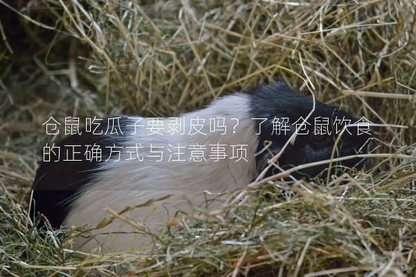 仓鼠吃瓜子要剥皮吗？了解仓鼠饮食的正确方式与注意事项