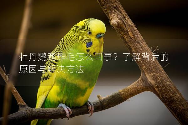 牡丹鹦鹉炸毛怎么回事？了解背后的原因与解决方法
