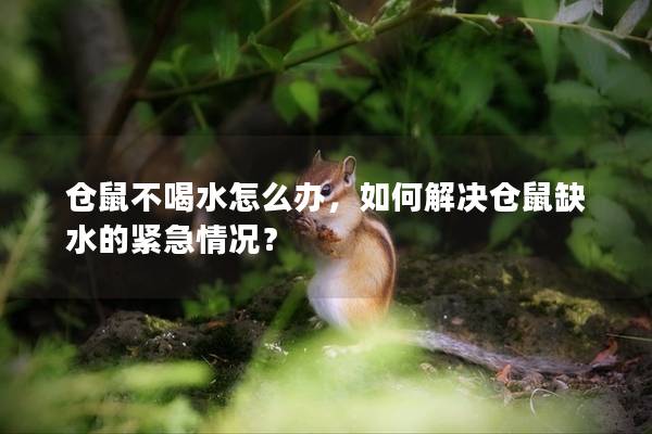 仓鼠不喝水怎么办，如何解决仓鼠缺水的紧急情况？