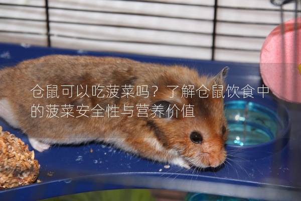 仓鼠可以吃菠菜吗？了解仓鼠饮食中的菠菜安全性与营养价值