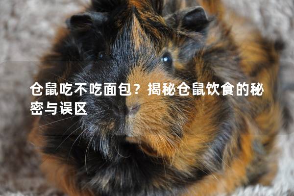 仓鼠吃不吃面包？揭秘仓鼠饮食的秘密与误区