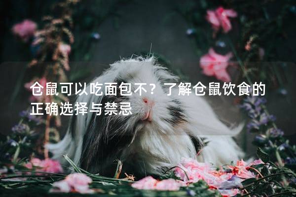 仓鼠可以吃面包不？了解仓鼠饮食的正确选择与禁忌