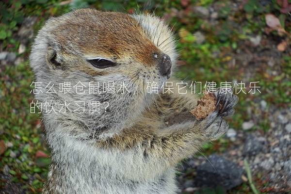 怎么喂仓鼠喝水，确保它们健康快乐的饮水习惯？