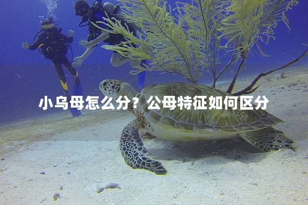 小乌母怎么分？公母特征如何区分