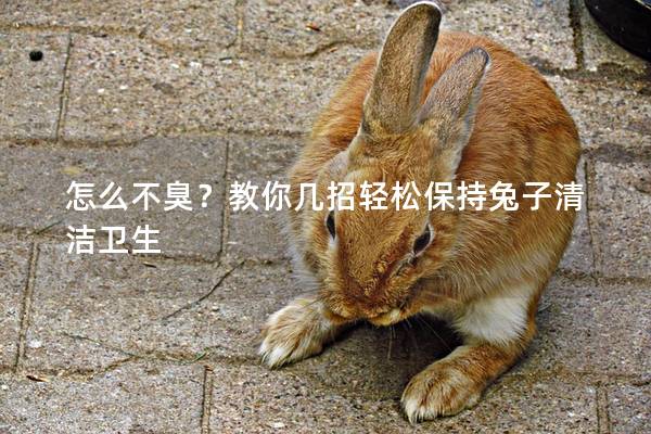 怎么不臭？教你几招轻松保持兔子清洁卫生