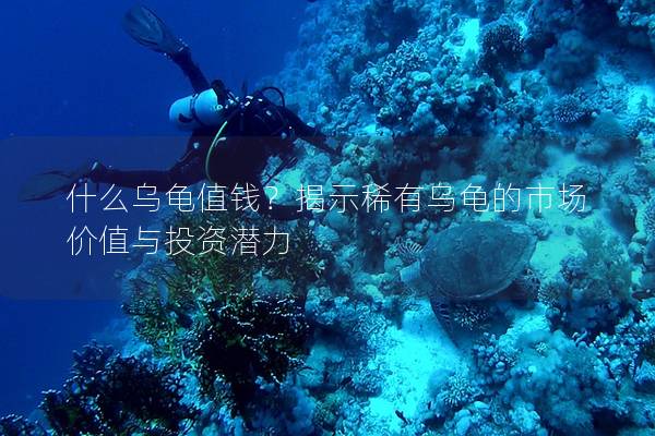 什么乌龟值钱？揭示稀有乌龟的市场价值与投资潜力
