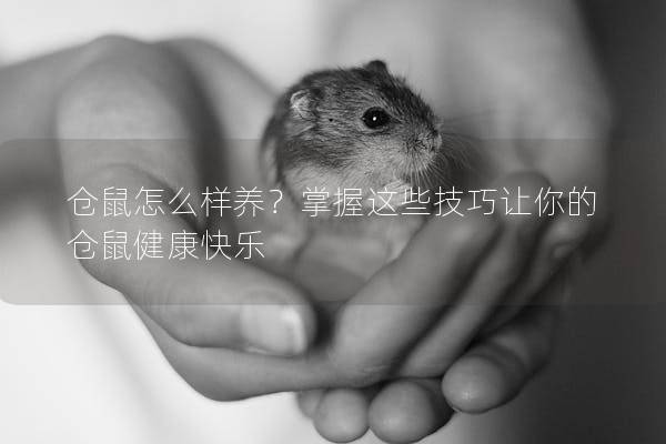 仓鼠怎么样养？掌握这些技巧让你的仓鼠健康快乐
