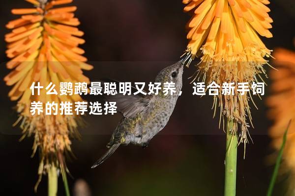 什么鹦鹉最聪明又好养，适合新手饲养的推荐选择