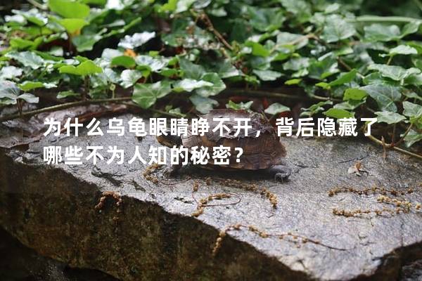 为什么乌龟眼睛睁不开，背后隐藏了哪些不为人知的秘密？