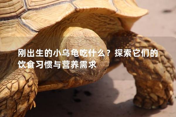 刚出生的小乌龟吃什么？探索它们的饮食习惯与营养需求