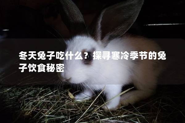 冬天兔子吃什么？探寻寒冷季节的兔子饮食秘密