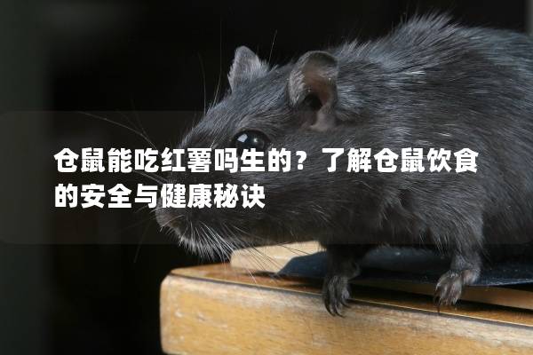 仓鼠能吃红薯吗生的？了解仓鼠饮食的安全与健康秘诀