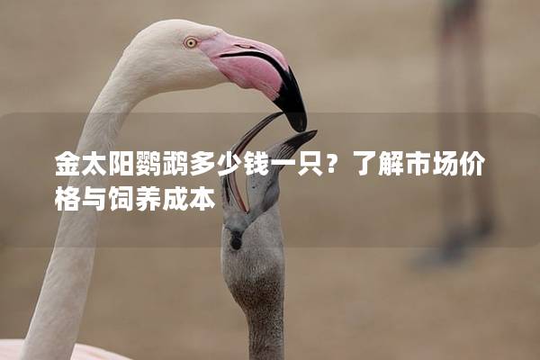 金太阳鹦鹉多少钱一只？了解市场价格与饲养成本
