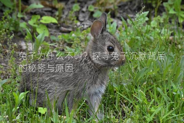 兔子为什么不叫？探寻兔子沉默背后的秘密与原因