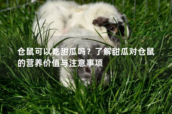 仓鼠可以吃甜瓜吗？了解甜瓜对仓鼠的营养价值与注意事项