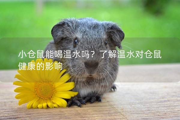 小仓鼠能喝温水吗？了解温水对仓鼠健康的影响