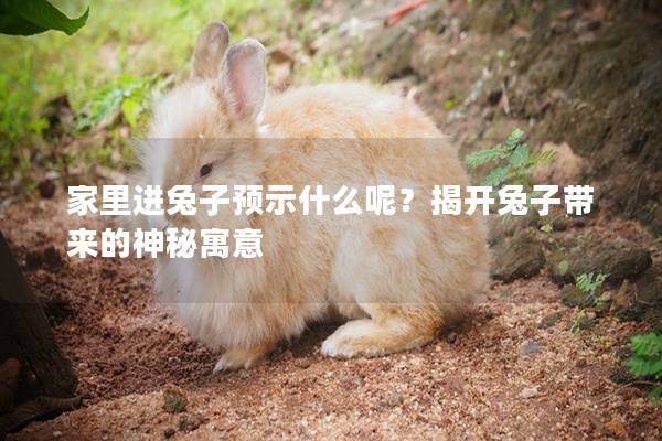 家里进兔子预示什么呢？揭开兔子带来的神秘寓意