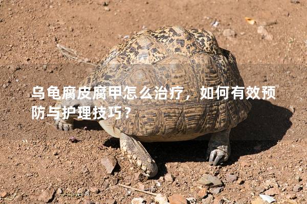 乌龟腐皮腐甲怎么治疗，如何有效预防与护理技巧？