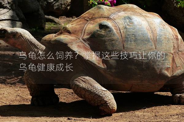 乌龟怎么饲养？掌握这些技巧让你的乌龟健康成长