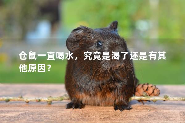 仓鼠一直喝水，究竟是渴了还是有其他原因？