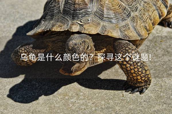 乌龟是什么颜色的？探寻这个谜题!