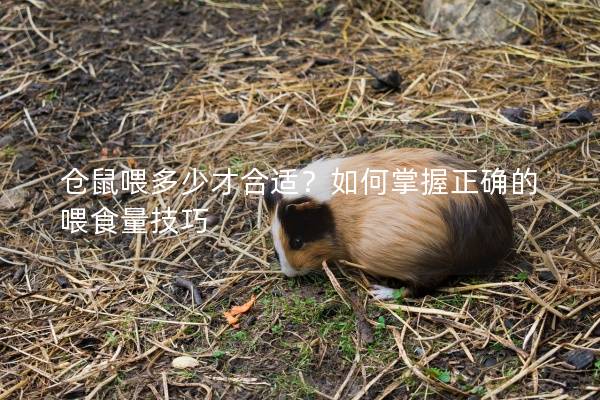 仓鼠喂多少才合适？如何掌握正确的喂食量技巧