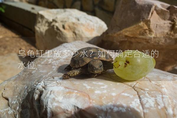 乌龟缸里放多少水？如何确定合适的水位