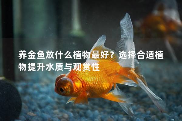 养金鱼放什么植物最好？选择合适植物提升水质与观赏性