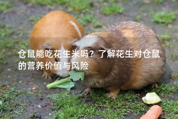 仓鼠能吃花生米吗？了解花生对仓鼠的营养价值与风险