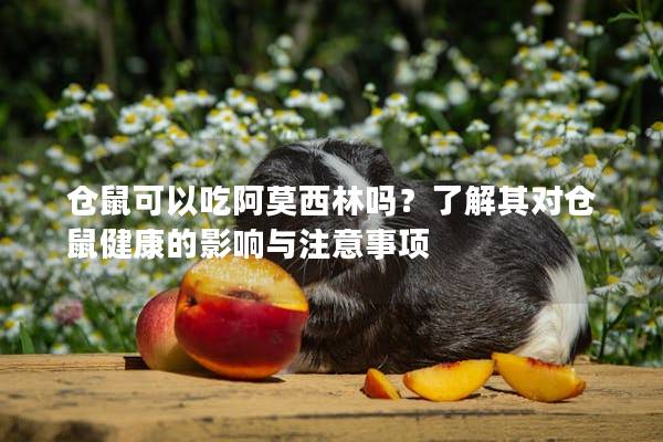 仓鼠可以吃阿莫西林吗？了解其对仓鼠健康的影响与注意事项