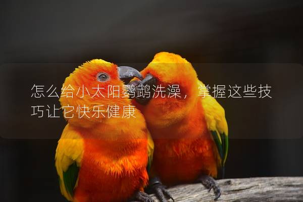 怎么给小太阳鹦鹉洗澡，掌握这些技巧让它快乐健康