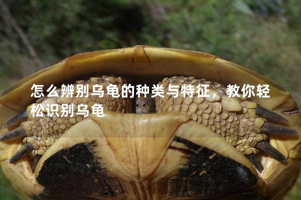 怎么辨别乌龟的种类与特征，教你轻松识别乌龟
