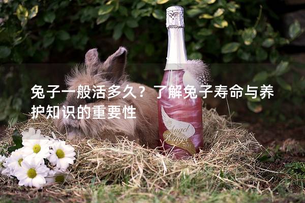 兔子一般活多久？了解兔子寿命与养护知识的重要性