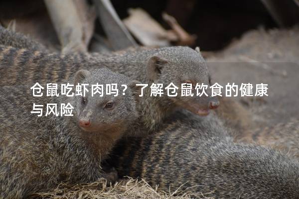 仓鼠吃虾肉吗？了解仓鼠饮食的健康与风险
