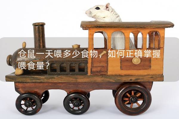 仓鼠一天喂多少食物，如何正确掌握喂食量？