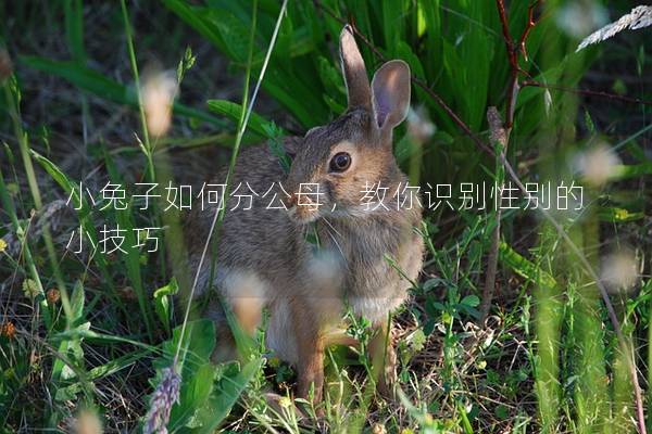 小兔子如何分公母，教你识别性别的小技巧