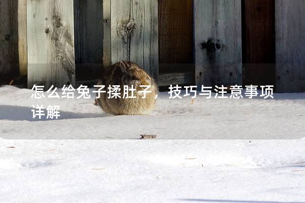 怎么给兔子揉肚子，技巧与注意事项详解