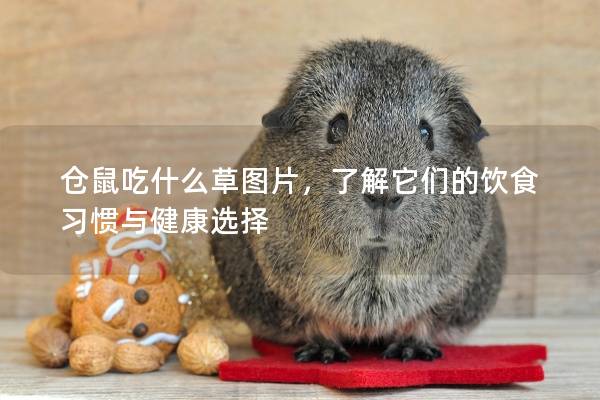 仓鼠吃什么草图片，了解它们的饮食习惯与健康选择