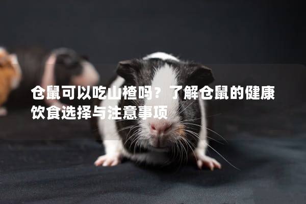 仓鼠可以吃山楂吗？了解仓鼠的健康饮食选择与注意事项