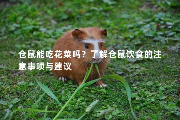 仓鼠能吃花菜吗？了解仓鼠饮食的注意事项与建议