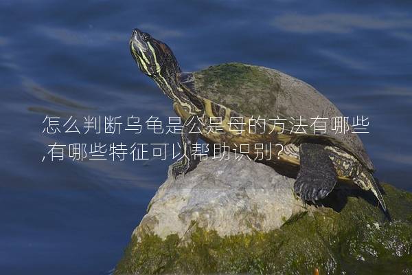 怎么判断乌龟是公是母的方法有哪些,有哪些特征可以帮助识别？
