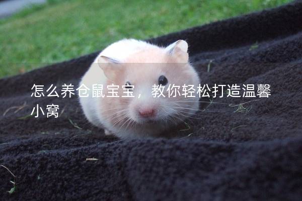怎么养仓鼠宝宝，教你轻松打造温馨小窝