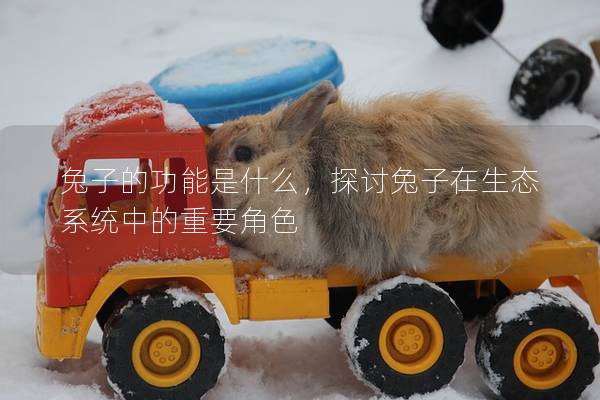 兔子的功能是什么，探讨兔子在生态系统中的重要角色