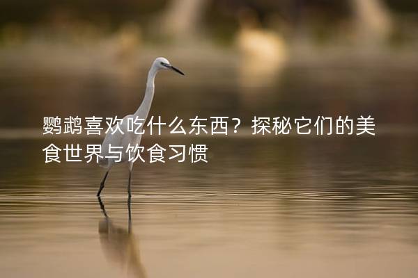 鹦鹉喜欢吃什么东西？探秘它们的美食世界与饮食习惯