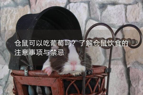 仓鼠可以吃葡萄吗？了解仓鼠饮食的注意事项与禁忌