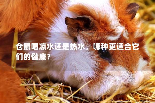 仓鼠喝凉水还是热水，哪种更适合它们的健康？