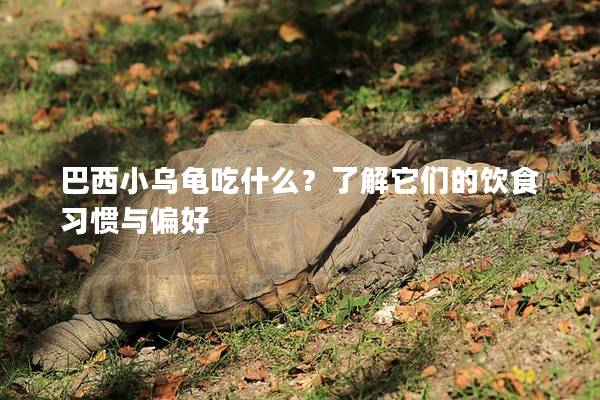 巴西小乌龟吃什么？了解它们的饮食习惯与偏好