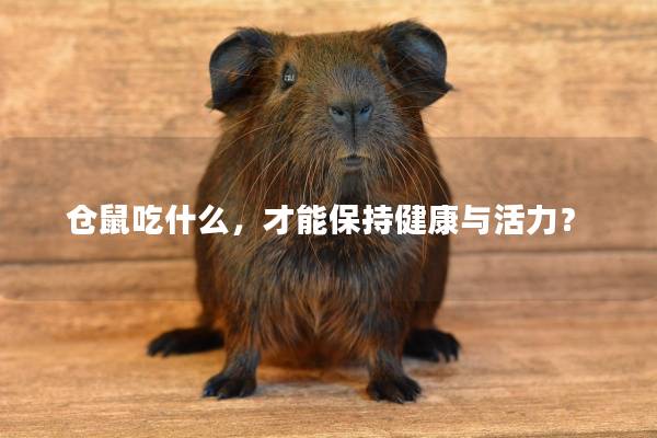 仓鼠吃什么，才能保持健康与活力？