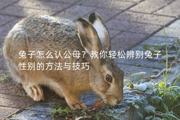 兔子怎么认公母？教你轻松辨别兔子性别的方法与技巧