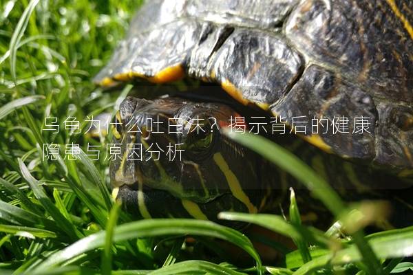 乌龟为什么吐白沫？揭示背后的健康隐患与原因分析